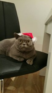 Don’t be a festive fatty!